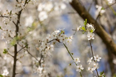 Detail of white flowers blooming on a tree branch in Po Valley, Italy.