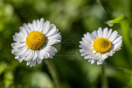 Two white daisies with yellow centers standing in a field in Po Valley, Italy.