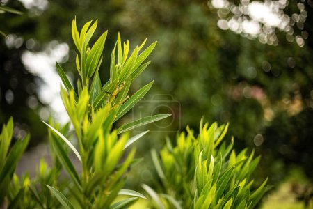 Acercamiento detallado de las hojas de adelfa, mostrando la vibrante vegetación y textura de la planta.