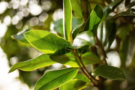 Eine Nahaufnahme eines üppig grünen Blattbaums, mit komplizierten Details der Blätter, die im Sonnenlicht glitzern.
