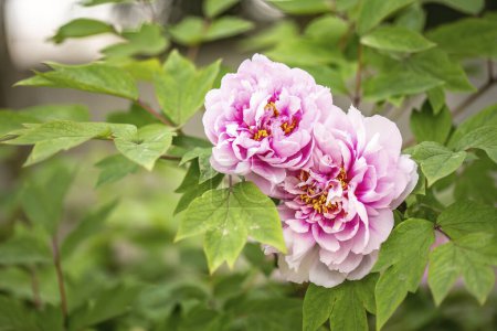 Exquisite Moutan peony flower in full bloom, showcasing its lush, layered petals.