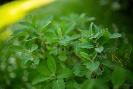 Photo for Detailed view of a plant with vibrant green leaves, showcasing intricate veins and textures up close. - Royalty Free Image