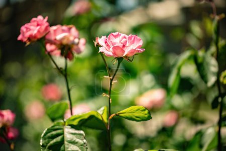 Rosafarbene Blüten blühen inmitten sattgrüner Blätter in einer lebendigen Gartenlandschaft.