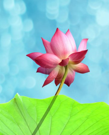 Téléchargez les photos : Image de fleur de lotus comme illumination spirituelle, beauté, fertilité, pureté, prospérité et éternité - en image libre de droit
