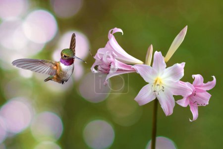 Foto de Colibrí se cierne delicadamente sobre un pantano flores de lirio sobre un fondo de verano sereno - Imagen libre de derechos