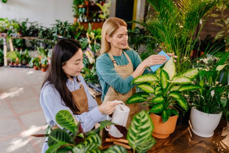 Téléchargez les photos : Deux femmes, une commerçante et son employée travaillent ensemble harmonieusement et à l'amiable, essuyant les feuilles de plantes dans un magasin ou un atelier rempli de plantes à fleurs. - en image libre de droit