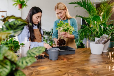 Photo for Plants business, start up: two women in aprons care for plants in the store using a watering can, garden tools, fresh soil on a wooden table. - Royalty Free Image