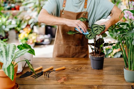 Photo for Unrecognizable man wearing apron wiping leaves of beautiful potted houseplants indoors. Concept of plants care and home garden. - Royalty Free Image
