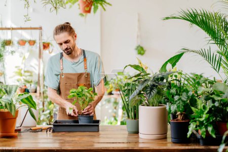Photo for Gardener American man at apron transplants indoor plants using shovel on table. Urban jungle and plant parent concept. Timely plant replanting, soil replacement - Royalty Free Image