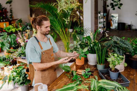 Photo for Positive handsome male gardener wearing apron takes care of indoor plant, uses pruning shears. Experienced florist with monstera leaves against an interior backdrop of plant pots - Royalty Free Image