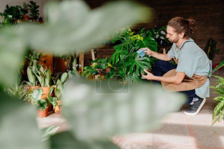 Photo for Focused experienced adult floriculturist dusting, tending to the leaves of potted plants in the verdant interior of a home or florists shop. - Royalty Free Image