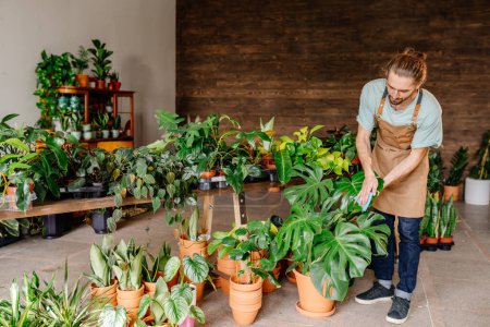 Photo for Young handsome beard man wearing apron wiping leaves of beautiful potted houseplants indoors. Greenery at home. Love of plants. Indoor cozy garden. - Royalty Free Image