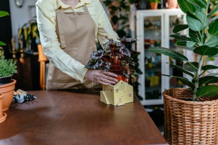 Téléchargez les photos : Gros plan de la botaniste femme entrepreneur propriétaire d'un magasin admirant et prenant soin de la plante dans un pot tout en étant assis sur son lieu de travail dans un magasin de fleurs. - en image libre de droit