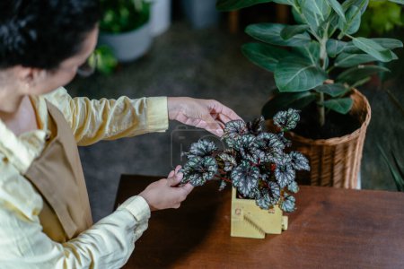 Téléchargez les photos : Vue du dessus de botaniste femme entrepreneur propriétaire de magasin inspecter et prendre soin de la plante dans un pot tout en étant assis sur son lieu de travail dans le magasin de fleurs. - en image libre de droit