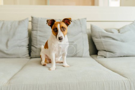 Téléchargez les photos : Chien mignon Jack Russell Terrier chiot sur canapé textile gris bleu regardant la caméra. Petit chien intelligent avec de drôles de taches de fourrure assis sur le canapé à la maison. - en image libre de droit