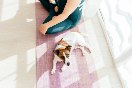 Photo for Sports training home with pets. Cute dog Jack Russel Terrier, lounging on training mat, joined owner in sports games. Unrecognizable middle-aged woman with magnificent forms in defocus, yoga pose. - Royalty Free Image