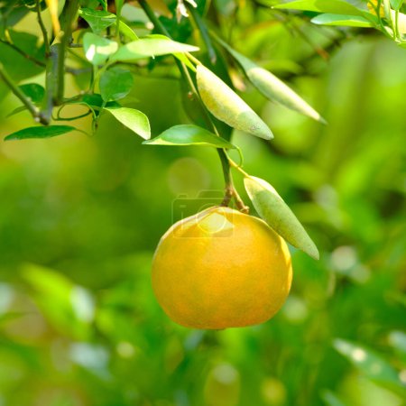 Photo for Tangerines on the tree with green leaves - Royalty Free Image