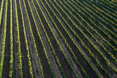 Foto de Documentación fotográfica aérea de las hileras de un viñedo en Toscana Italia - Imagen libre de derechos