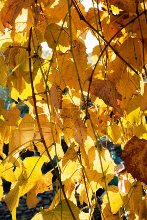 Foto de Documentación fotográfica de los colores de las hojas de las vides en otoño - Imagen libre de derechos