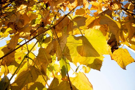 Téléchargez les photos : Documentation photographique des couleurs des feuilles des vignes à l'automne - en image libre de droit