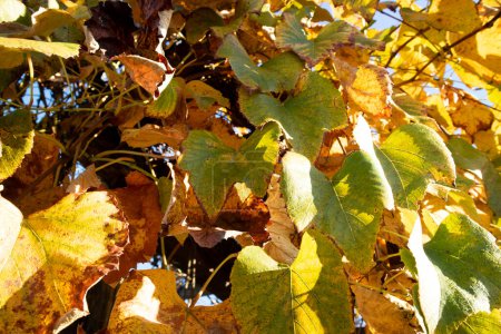 Foto de Documentación fotográfica de los colores de las hojas de las vides en otoño - Imagen libre de derechos