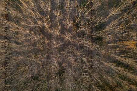 Foto de Documentación fotográfica aérea de un bosque con árboles completamente desnudos en la temporada de invierno - Imagen libre de derechos