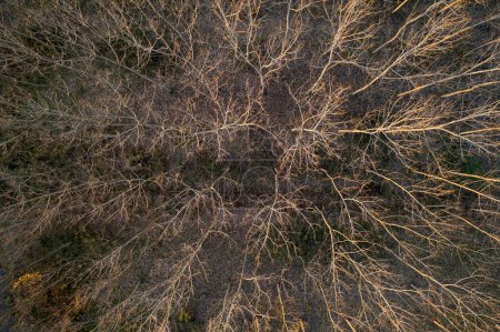 Photo for Aerial photographic documentation of a forest with completely bare trees in the winter season - Royalty Free Image