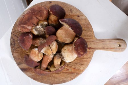 Photo for Photographic documentation of the presentation of a group of freshly picked porcini mushrooms - Royalty Free Image