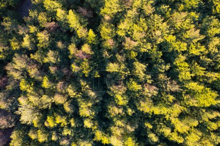 Foto de Documentación fotográfica aérea de un bosque de álamos en otoño - Imagen libre de derechos