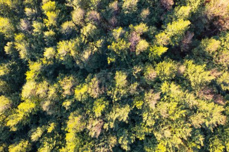 Foto de Documentación fotográfica aérea de un bosque de álamos en otoño - Imagen libre de derechos