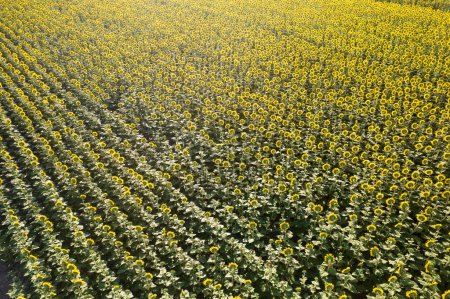 Téléchargez les photos : Documentation photographique aérienne d'un champ de tournesol pris au milieu de l'été - en image libre de droit