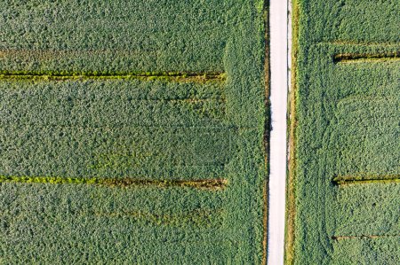 Téléchargez les photos : Aerial photographic documentation of a field dedicated to the cultivation of soybeans - en image libre de droit