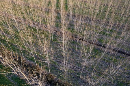 Foto de Aerial documentation of a new poplar plantation for paper production - Imagen libre de derechos