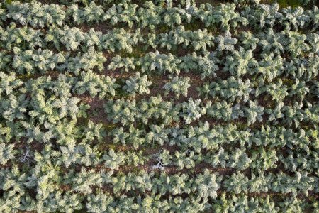 Foto de Aerial photographic documentation of a field planted with hunchback thistle winter vegetables - Imagen libre de derechos