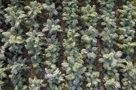 Photo for Aerial photographic documentation of a field planted with hunchback thistle winter vegetables - Royalty Free Image