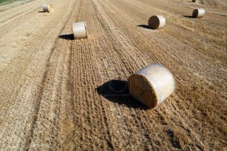 Photo for Aerial photographic documentation of a field with round bales in the summer season - Royalty Free Image