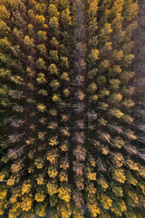 Foto de Documentación fotográfica aérea de una madera de álamo para papel - Imagen libre de derechos
