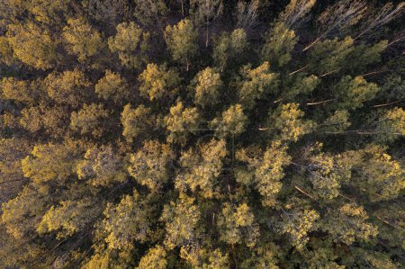 Foto de Aerial photographic documentation of a poplar wood for paper - Imagen libre de derechos