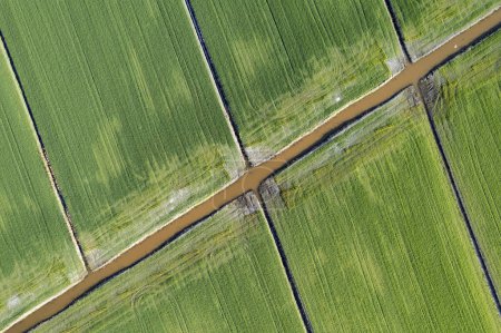 Photo for Aerial photographic documentation of the giometric shapes of the cultivated fields - Royalty Free Image