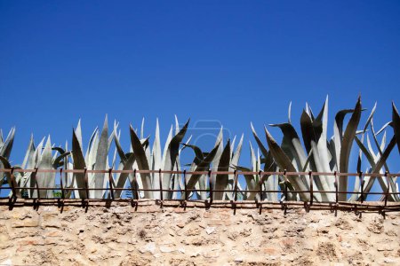 Photo for Wall fence with a row of succulents at the top - Royalty Free Image
