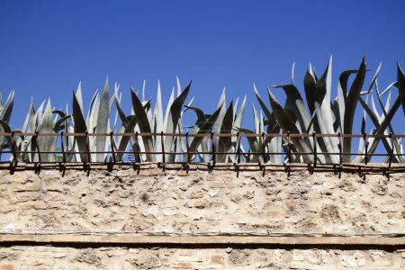 Téléchargez les photos : Clôture murale avec une rangée de succulents au sommet - en image libre de droit