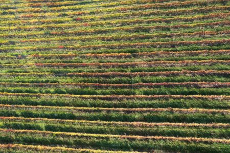 Téléchargez les photos : Documentation photographique aérienne de la campagne plantée en vignes en automne - en image libre de droit