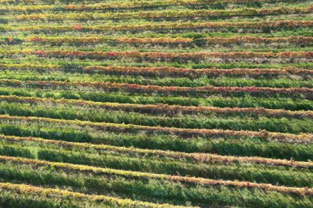 Téléchargez les photos : Documentation photographique aérienne de la campagne plantée en vignes en automne - en image libre de droit