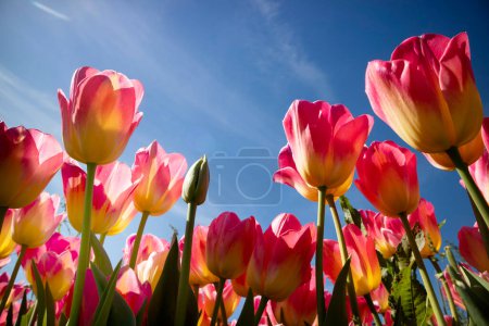 Téléchargez les photos : Documentation photographique de la culture de la fleur de tulipe colorée - en image libre de droit