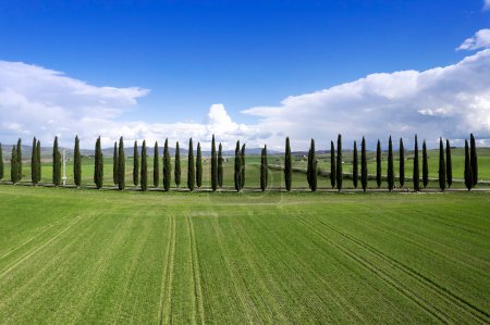 Foto de Documentación fotográfica de una fila de cipreses en la provincia de Siena - Imagen libre de derechos