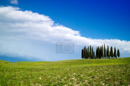 Foto de Documentación fotográfica de los cipreses en la provincia de Siena Toscana Italia - Imagen libre de derechos
