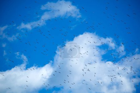 Foto de El vuelo de una bandada de gaviotas en el cielo azul - Imagen libre de derechos