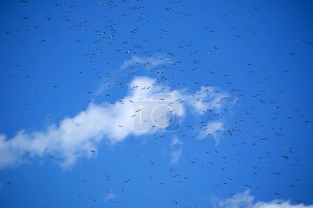 Téléchargez les photos : Le vol d'un troupeau de mouettes dans le ciel bleu - en image libre de droit