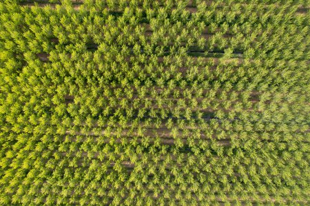 Foto de Documentación fotográfica aérea de una plantación de álamos en primavera - Imagen libre de derechos