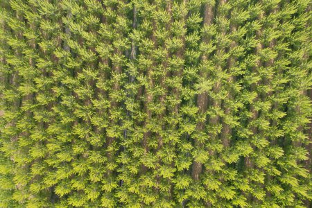 Foto de Documentación fotográfica aérea de una plantación de álamos en primavera - Imagen libre de derechos